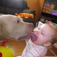 7 Reasons Pitbulls make great Family dogs!