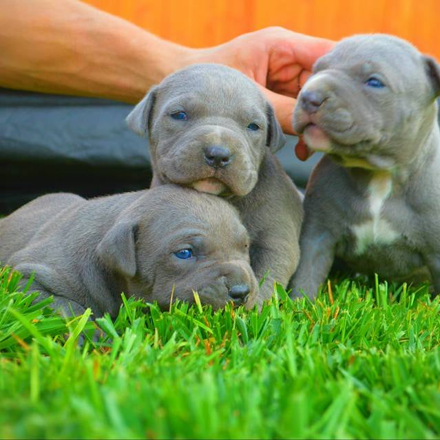 How much should you feed your Pitbull Puppy?