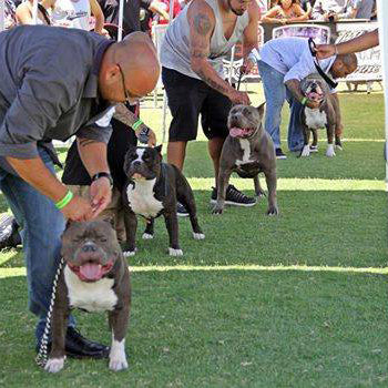 What do you need for a dog show? Checklist (Kennel Edition)