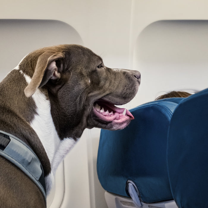 How to fly with a pitbull? Tips to traveling with bully breeds