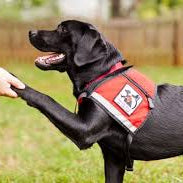 Service Dog Registration