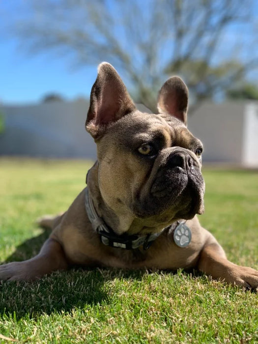 Blue Haven French bulldog -  Transport